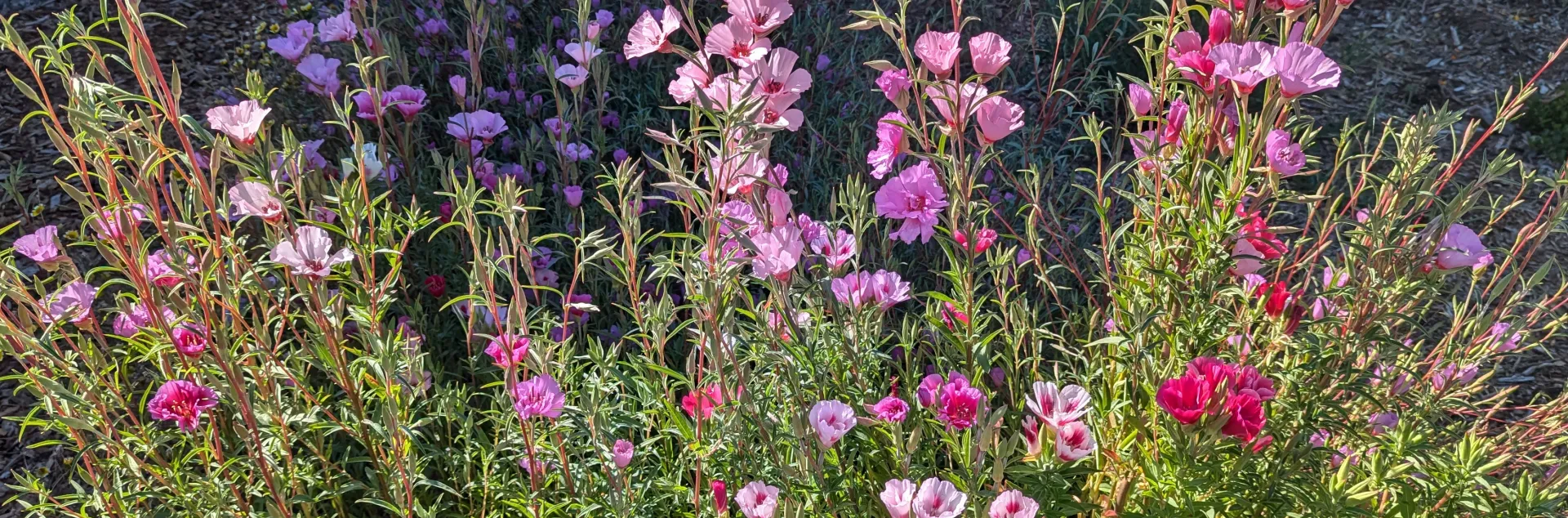 コウテイ 生写真 2024-06-17 09.02.37.jpg.webp?h